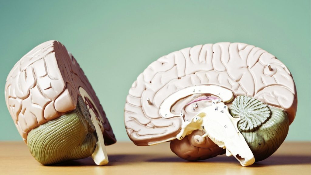 Model of the human brain used to illustrate how methadone works on opioid receptors to reduce cravings and withdrawal.