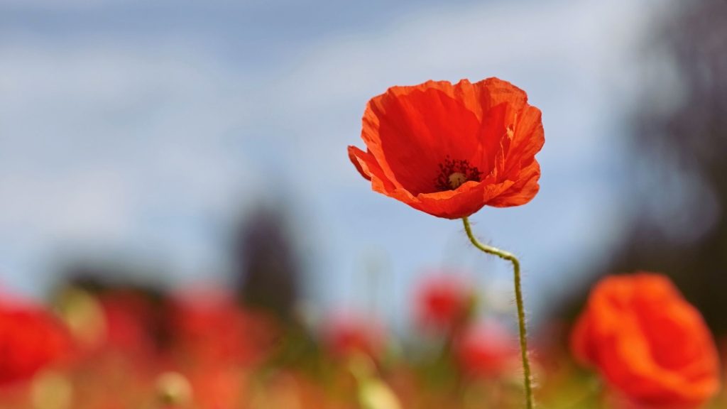 Poppy flower representing the natural origin of opiates.